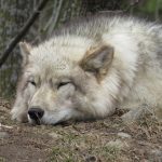 Découvrir le parc animalier à Clermont-Ferrand