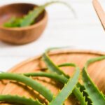 Aloe Arborescens