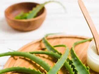 Aloe Arborescens