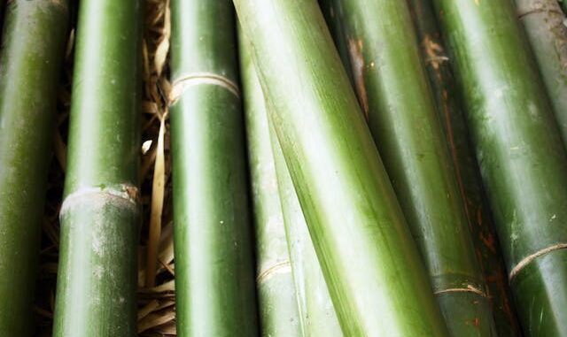Achat bambou