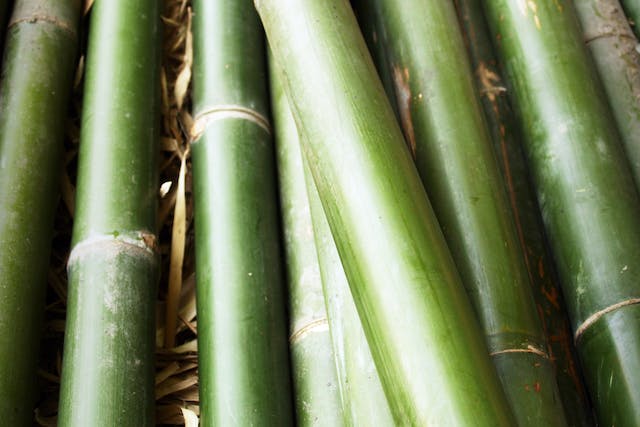 achat-bambou