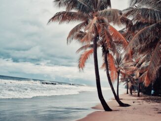 palmier sur la plage pendant la journée